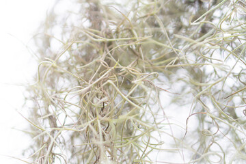 Delicate Moss or Lichen Close-Up