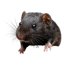 Mole isolated on transparent background