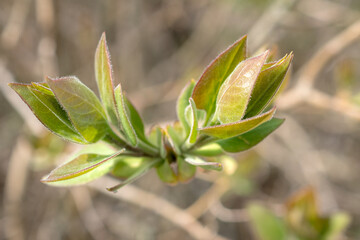 lilac branch in spring closeup