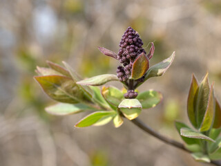 branch in spring close up