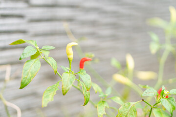 Colorful Chili Peppers on Plant