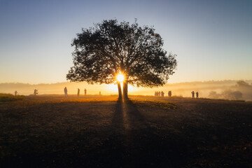 Lone tree, light shining through in the morning People come to admire the beauty of this beautiful landscape. Thung Kamang, Phu khieo Widelife Sanctuary.