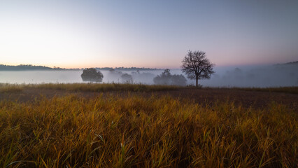 Beautiful landscape, Golden fields with trees and mist in the valley in the morning
