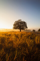 Lonely tree in the middle of a golden meadow with the faint mist in the morning, landscape...