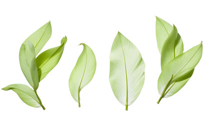 Fototapeta premium Green leaves isolated on white