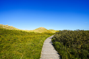 Naklejka premium View of the dunes on the North Frisian island of Amrum. Landscape in the north. Nature on the North Sea island. 