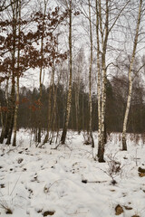 zima,łąka,brzozy  © Marcin Łazarczyk