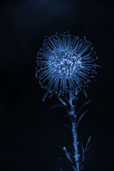 Kwiat Leucospermum w niebieskim odcieniu na czarnym tle. © Elżbieta Kaps