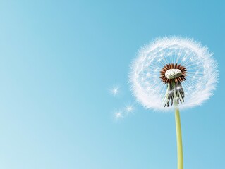 Fototapeta premium A close-up of a dandelion against a clear blue sky, showcasing its delicate seeds.