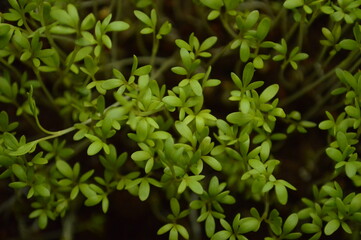 Close-up view of green cress microgreens (Lepidium sativum) salad