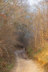 Sandy road in the forest.