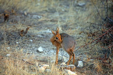 Dik-dik in early morning light, Etosha National Park, Namibia
