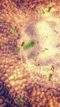 Gut microbiome bacteria is the ecosystem of microbes that lives in human intestines. Probiotics are beneficial bacteria used to help the growth of healthy gut flora, vertical video	