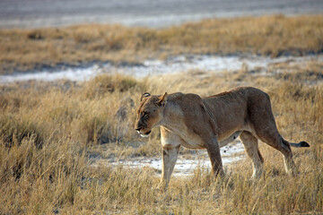 Lioness in early morning light, Etosha National Park, Namibia
