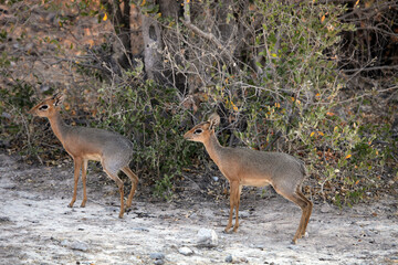 Two Dik-diks in in early evening, Etosha National Park, Namibia
