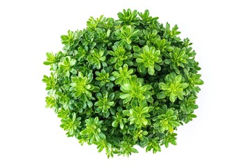 Naklejka premium Vibrant Green Euphorbia Succulent Overhead Shot, Isolated on Pure White Background, High Resolution 