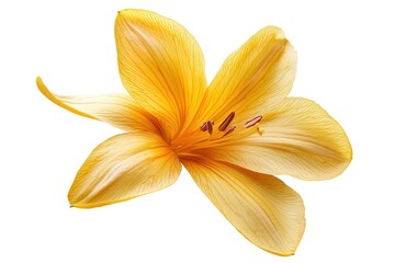 Vibrant Saffron Crocus Flower, Isolated White Background. Perfect for culinary, cosmetic, or textile