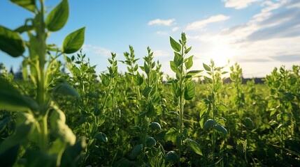 Obraz premium A photo of a flourishing organic pea patch in summer