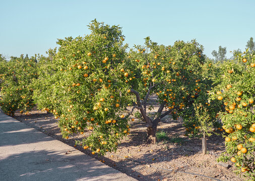 Conjunto de &aacute;rboles naranjos Valenciano en una gran plantaci&oacute;n, con sus naranjas y verdes hojas, sobre fondo de cielo azul mediterr&aacute;neo. Concepto agricultura
