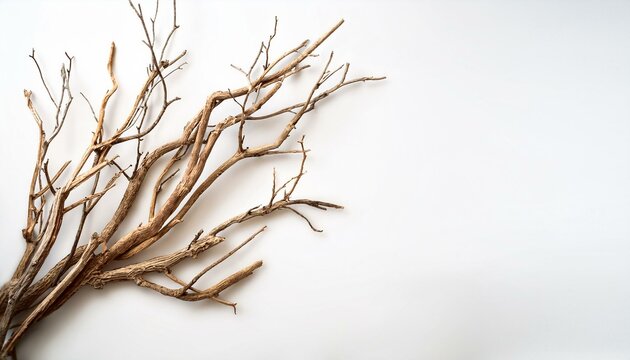 dry branches twigs isolated on white background isolated on white background copy space copy space for text
