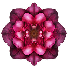 Ultra HD PNG image of Dark romantic Red mahroon color flower realistic elegant glowing beautiful flower top view isolated on a transparent background
