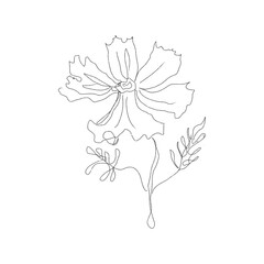 Cosmos flower drawing with line-art on white background. Cosmos. Mexican aster. 