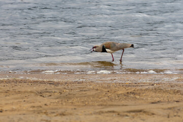 Southern lapwing by the water's edge on a lagoon beach, captured mid-action while vocalizing....