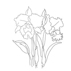 Orchid flowers drawing with line-art on white background. 