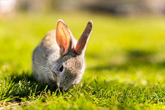 Little funny rabbit running on field. A small rabbit posing for a cute picture, summer grass. A dwarf rabbit eats grass on a green lawn with a blurred farm background on a bright summer day.