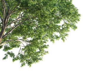 Zelkova serrata Tree corner cutout transparent background