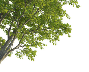 Alnus cremastogyne Tree corner cutout transparent background isolate