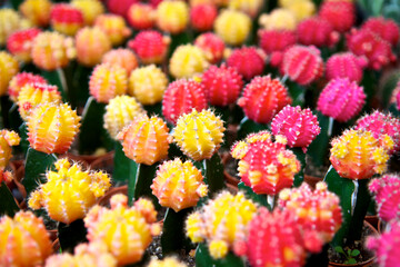 Colorful cactus in the pots. Small houseplant in outdoor market. For Background. Close up.