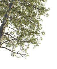 Pinus pinaster Tree corner cutout transparent background