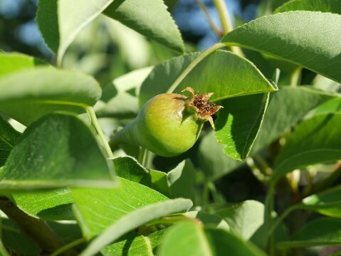 Korean Pea Pear tree fluits, Colorado