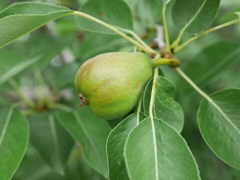 Korean Pea Pear tree fluits, Colorado
