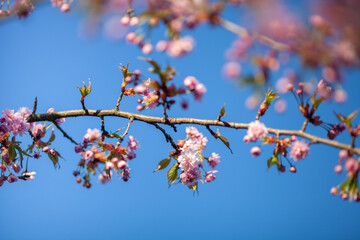 Close up of pink cherry blossom branch on blue sky background. Beautiful sakura flowers. Selective focus.