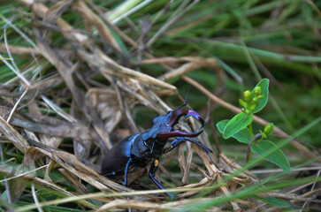 Stag beetle