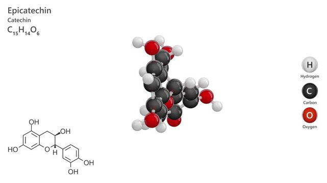 Epicatechin. Antioxidant. Animated 3D model of a molecule. Molecular formula: C15H14O6. Chemical model: Ball and stick. White background. 3D rendering. Seamless loop.