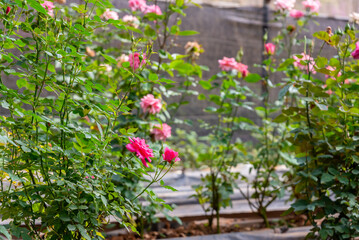 Pink rose tree with pink rose flowers in flower farm.