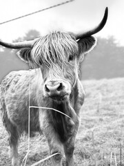 highland cow with horns