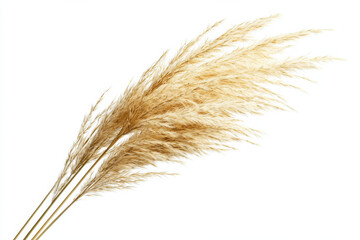 Fototapeta premium Pampas grass with wispy texture, perfect for home decor and arrangements