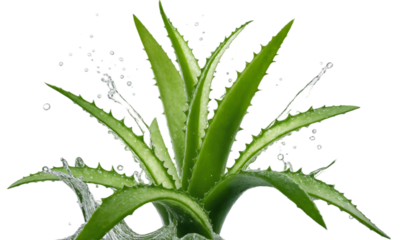  Fresh aloe vera leaves splashing in aloe vera juice png