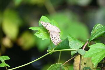 Obraz premium Junonia atlites or&nbsp;grey pansy butterfly. It &nbsp;is a species of&nbsp;nymphalid&nbsp;butterfly found in&nbsp;South Asia. Butterfly sitting on green plant. 