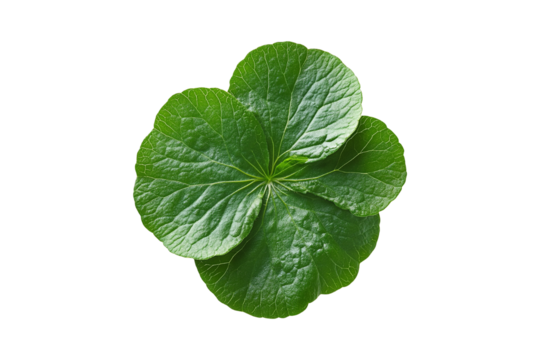 Centella Asiatica on transparent background.