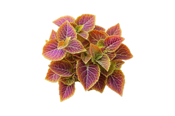 Coleus Forskohlii on transparent background
