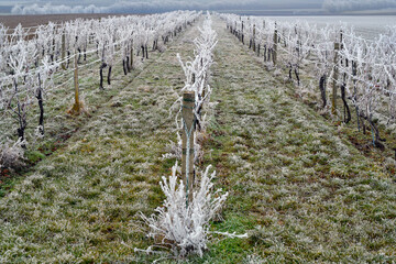 Austria, Winter Landscape with Vineyard