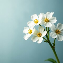 Obraz premium Delicate gypsophila blooms, tiny white petals, close-up view , floral, fragile