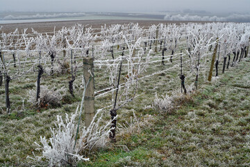 Austria, Winter Landscape with vineyard
