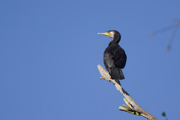 beautiful cormorant with turquoise eyes on a branch, cormorant looks to right, cormorant and blue sky, big bird from the side