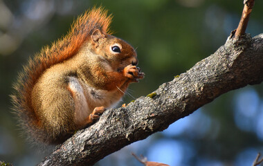 A red squirrel in the fall, Sainte-Apolline, Québec, Canada